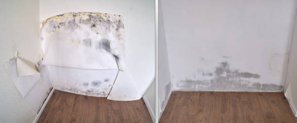 Best Local Mold Removal Service  in USA